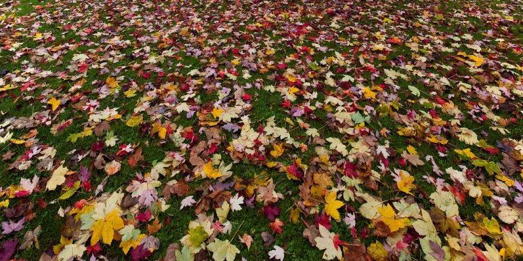Autumn in Zurich - Natural carpet