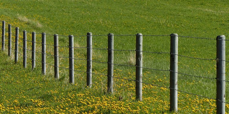 Dandelions - of course