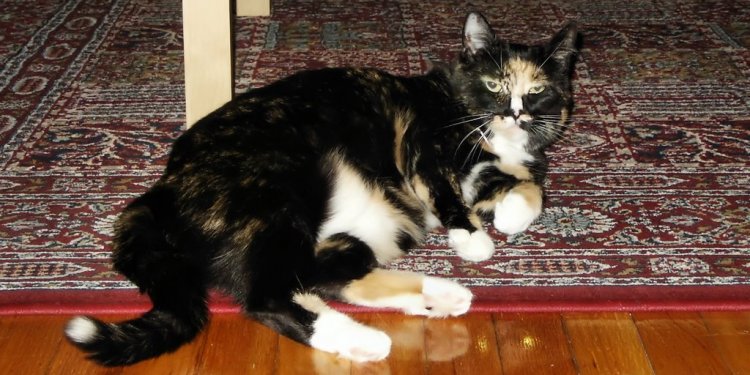 Willow lounging on the carpet