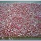 Rag Rugs DIY