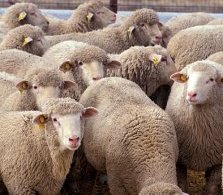sheep